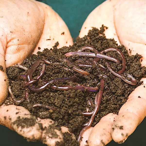 Red Worms